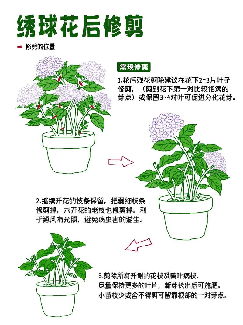 圆锥绣球花养殖指南:花色调控、光照水肥与越冬修剪全攻略 修剪促花系统指导
