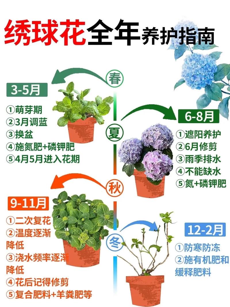 圆锥绣球花养殖指南:花色调控、光照水肥与越冬修剪全攻略 越冬与越夏管理