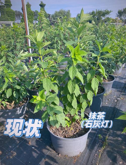 圆锥绣球花养殖指南:花色调控、光照水肥与越冬修剪全攻略 常见误区与纠正