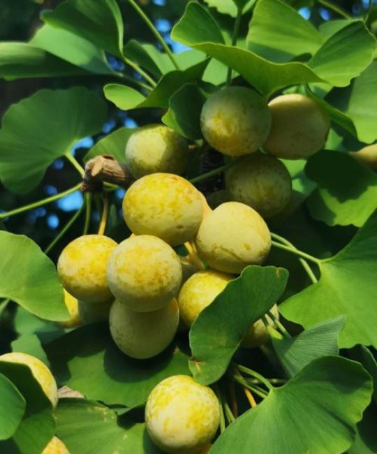 银杏果（白果）多少钱一斤？规格、产地、季节影响报价