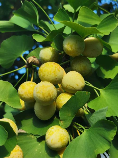 银杏果(白果)多少钱一斤?规格、产地、季节影响报价 规格因素