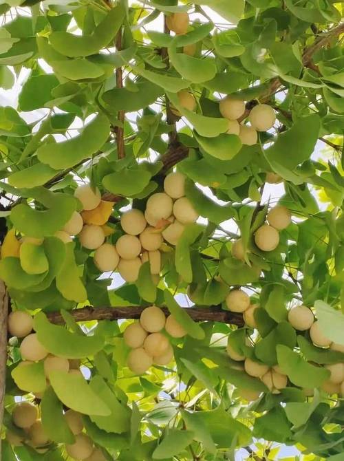 银杏果(白果)多少钱一斤?规格、产地、季节影响报价 产地因素