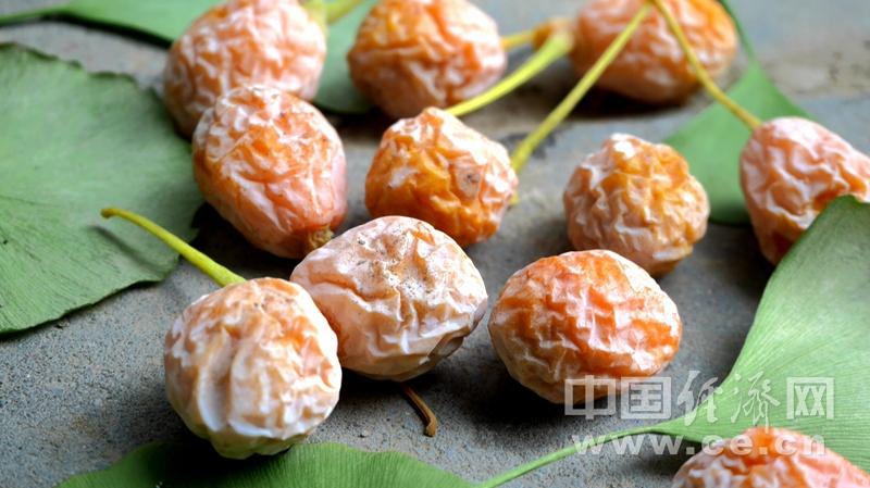 银杏果(白果)多少钱一斤?规格、产地、季节影响报价 季节因素
