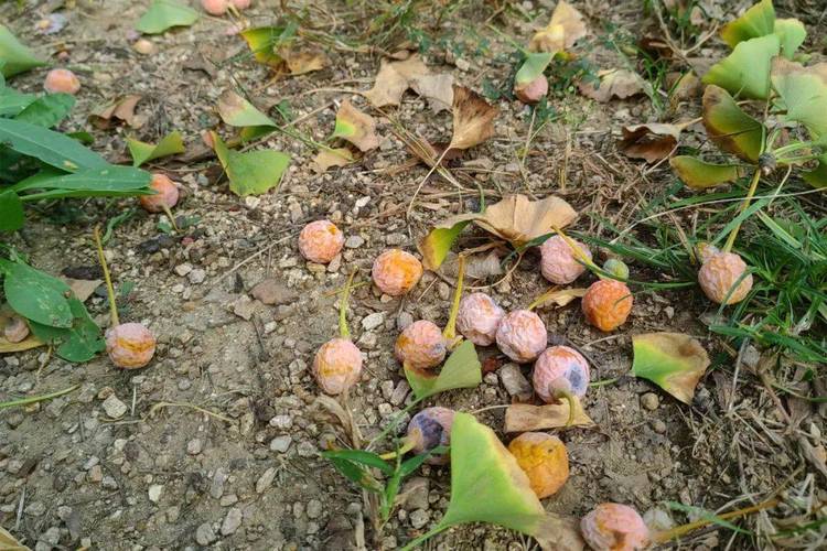 银杏果(白果)多少钱一斤?规格、产地、季节影响报价 运输距离影响