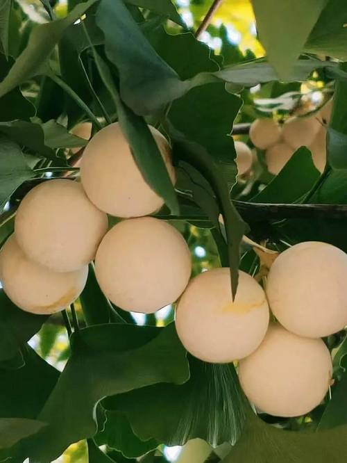 银杏果(白果)多少钱一斤?规格、产地、季节影响报价 采购数量因素