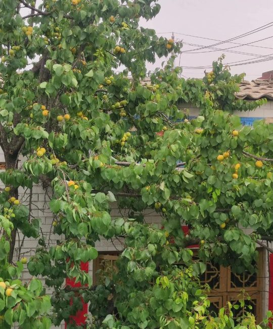 院子里种杏树好不好？科学种植指南与注意事项