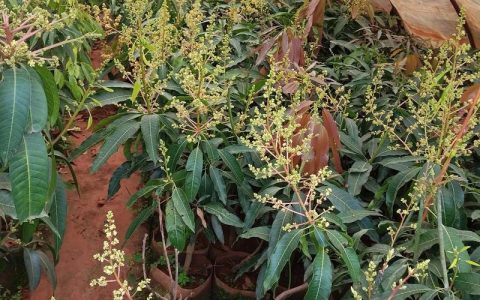 买果树苗，首选本地正规苗圃或具备林业资质的线上平台，并通过“一看嫁接口、二看根系、三看苗龄”三步法进行质量检验，确保买到健康、品种纯正的嫁接苗。