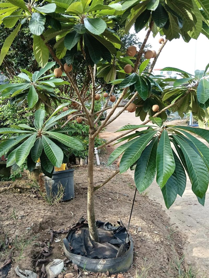 买果树苗,首选本地正规苗圃或具备林业资质的线上平台,并通过“一看嫁接口、二看根系、三看苗龄”三步法进行质量检验,确保买到健康、品种纯正的嫁接苗。 第二步:品种真实性核查与规格匹配度分析