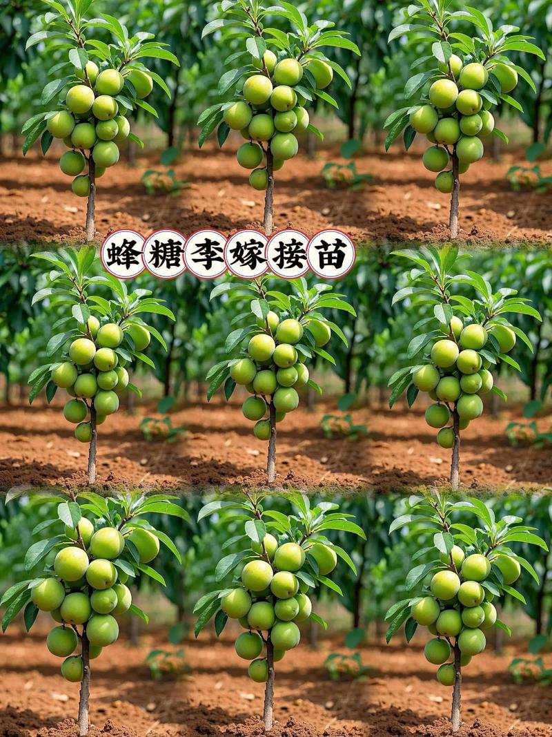 买果树苗,首选本地正规苗圃或具备林业资质的线上平台,并通过“一看嫁接口、二看根系、三看苗龄”三步法进行质量检验,确保买到健康、品种纯正的嫁接苗。 第三步:根系状态评估与运输方案确认