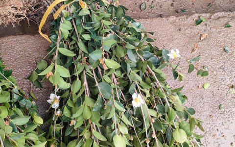 油茶树苗多少钱一株？规格、产地、季节影响报价详解