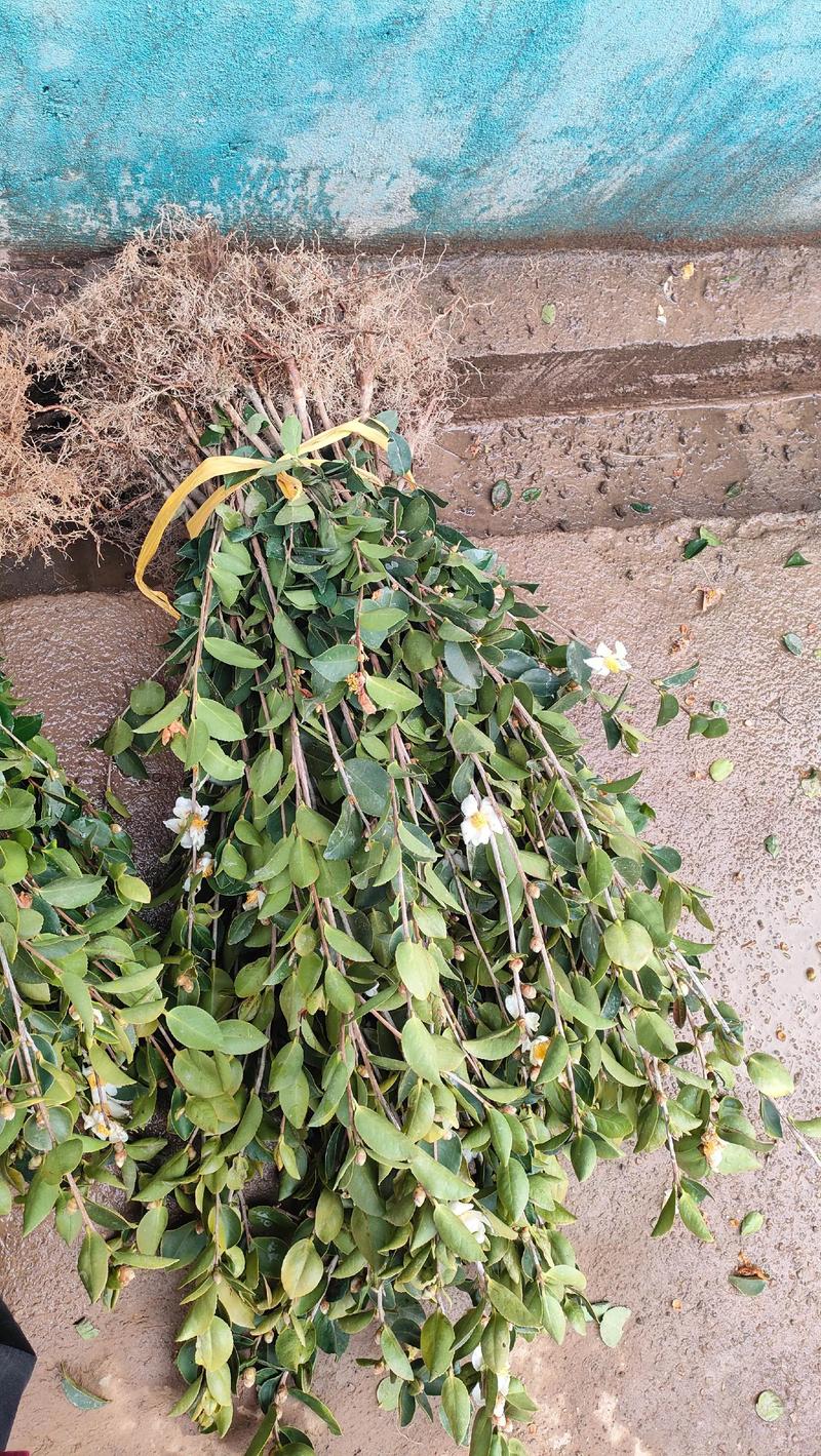 油茶树苗多少钱一株?规格、产地、季节影响报价详解 油茶树苗多少钱一株?规格、产地、季节影响报价详解