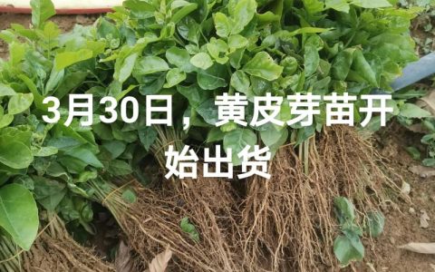 黄皮苗多少钱一棵？2025年最新价格参考与影响因素详解
