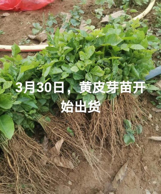 黄皮苗多少钱一棵？2025年最新价格参考与影响因素详解