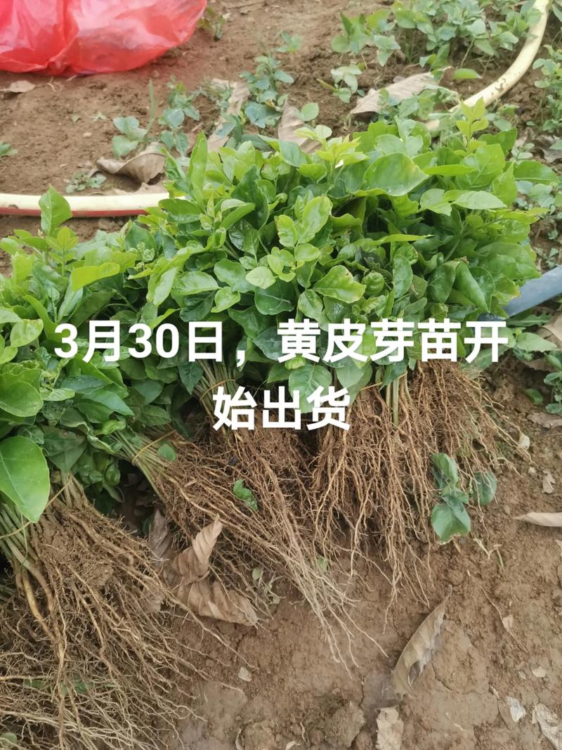 黄皮苗多少钱一棵?2025年最新价格参考与影响因素详解 一、规格是影响黄皮苗价格的核心因素