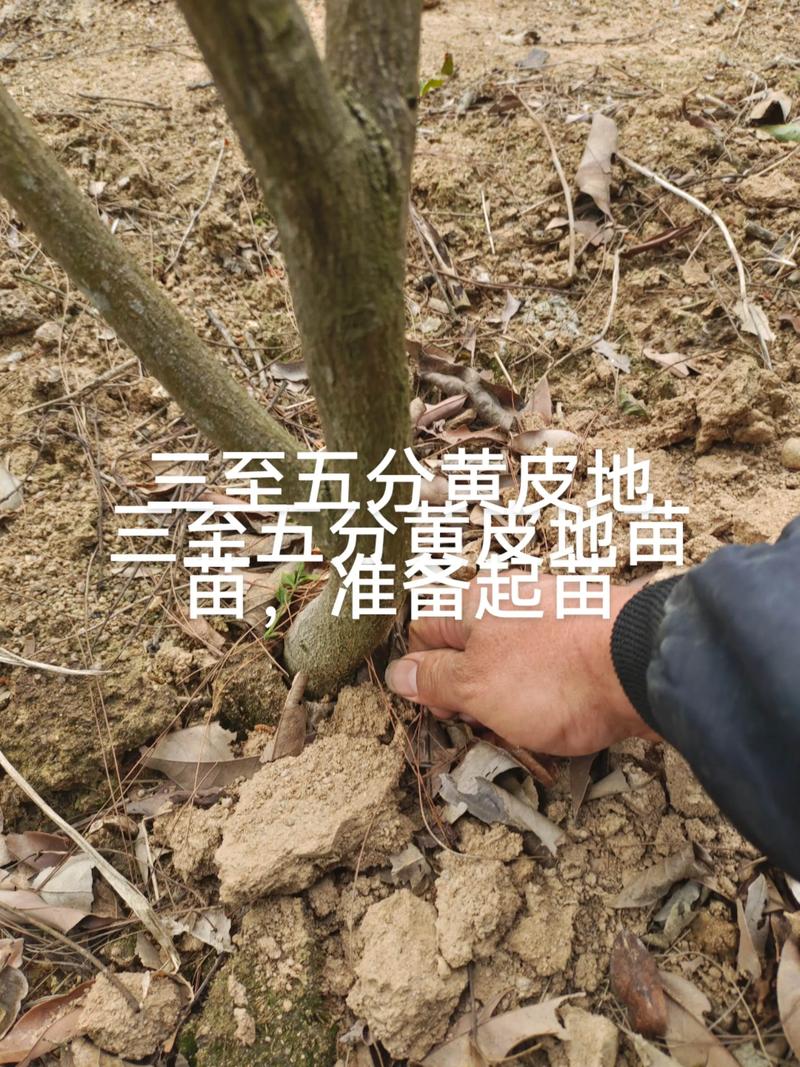 黄皮苗多少钱一棵?2025年最新价格参考与影响因素详解 三、季节因素带来的价格波动