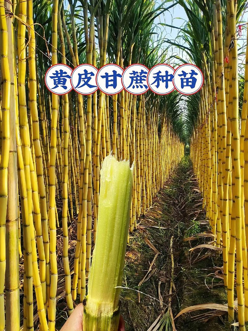 黄皮苗多少钱一棵?2025年最新价格参考与影响因素详解 四、数量与采购方式对价格的影响
