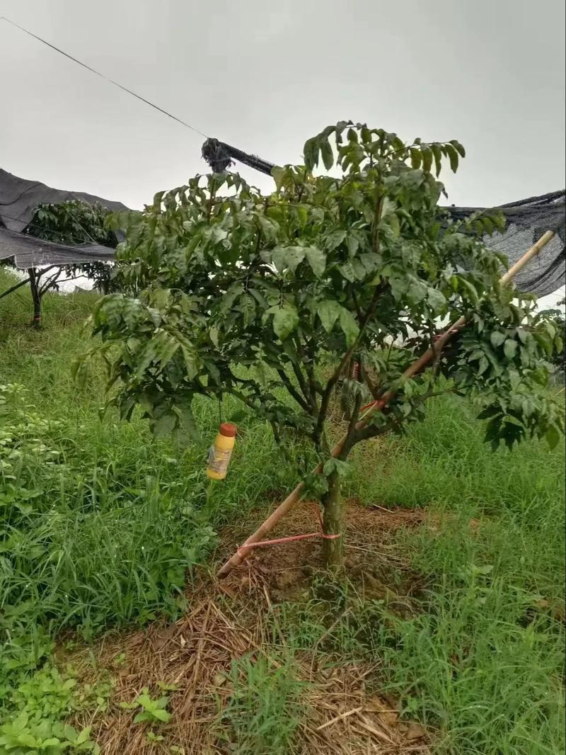黄皮苗多少钱一棵?2025年最新价格参考与影响因素详解 常见问题 (FAQ)