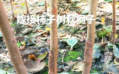 柿子树嫁接砧木选择指南：哪些树最适合嫁接柿子