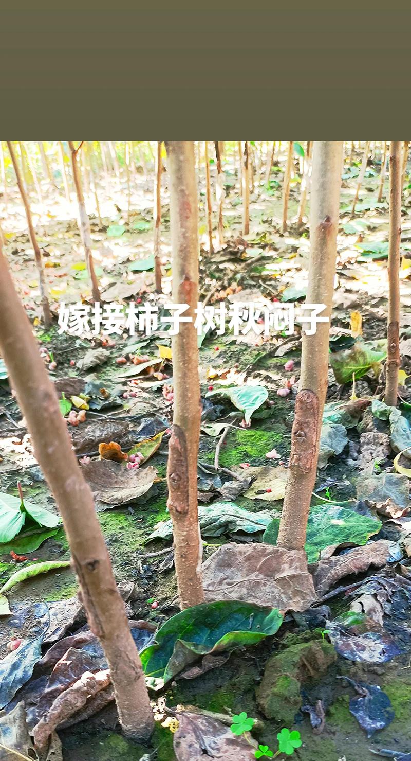 柿子树嫁接砧木选择指南:哪些树最适合嫁接柿子 柿子树嫁接砧木选择指南:哪些树最适合嫁接柿子