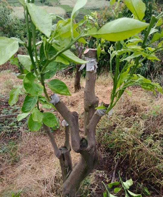 柑橘树可以嫁接柠檬吗？核心结论：可以，但需严格区分品种并遵循嫁接技术要点