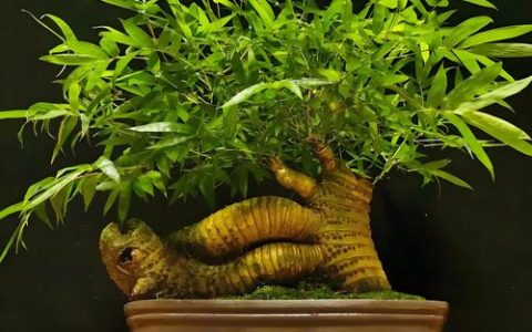 如何栽种竹子？手把手教你七步提高成活率