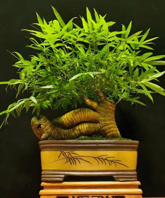 如何栽种竹子？手把手教你七步提高成活率
