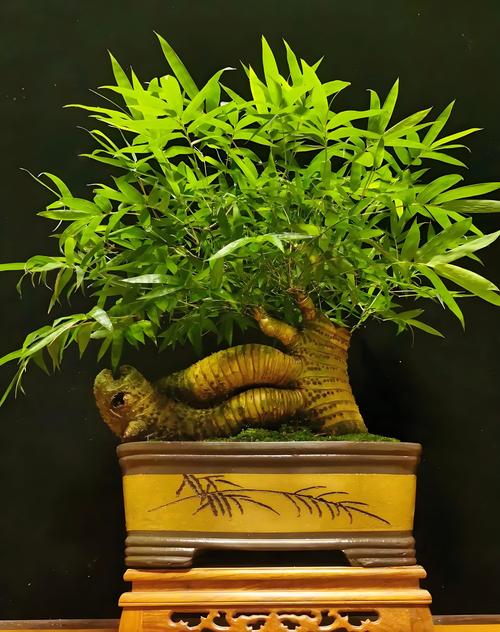 如何栽种竹子?手把手教你七步提高成活率 如何栽种竹子?手把手教你七步提高成活率