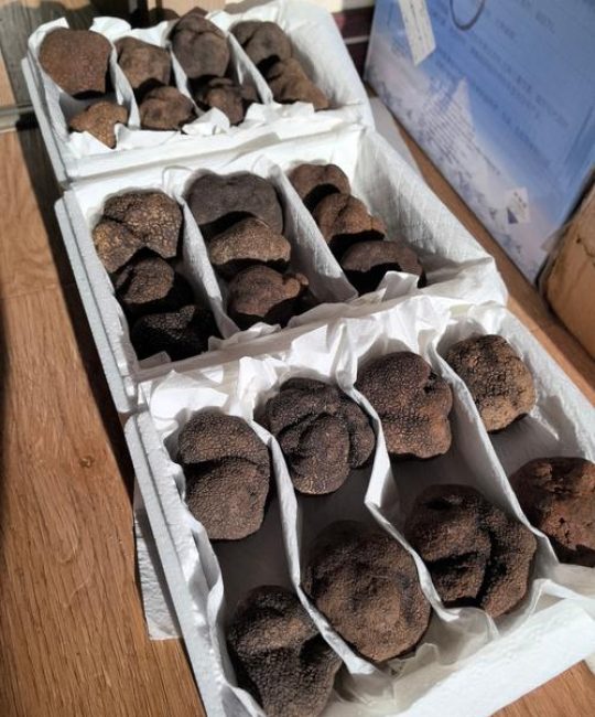 黑松露一般多少钱一斤？价格区间与影响因素分析