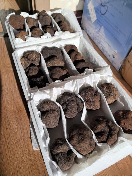 黑松露一般多少钱一斤?价格区间与影响因素分析 黑松露一般多少钱一斤?价格区间与影响因素分析