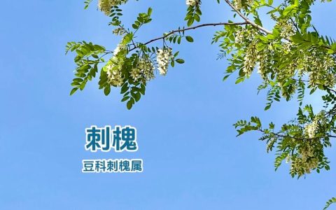 洋槐树价格参考：规格、产地与季节影响全解析