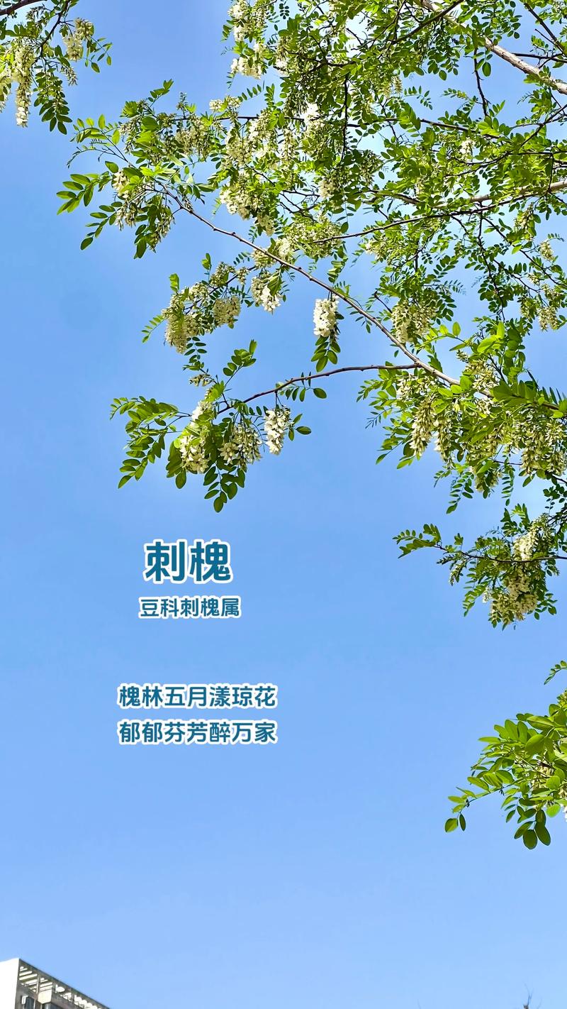 洋槐树价格参考:规格、产地与季节影响全解析 洋槐树价格参考:规格、产地与季节影响全解析
