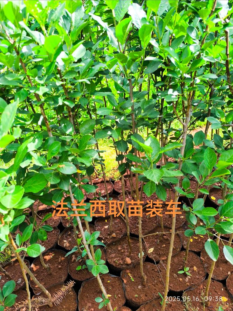 益阳果树苗批发,优先选择本地苗圃,实地检查嫁接口愈合度与根系数量,并索要《植物检疫证书》 总结:益阳果树苗批发,一套完整的采购流程