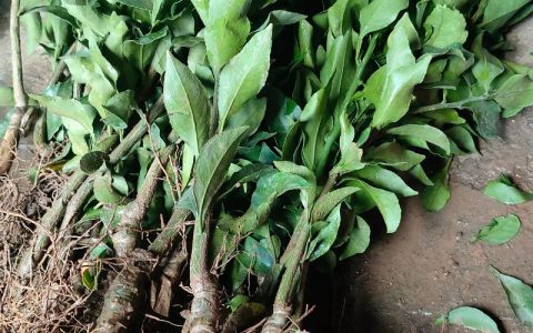 柑橘苗什么时候种？最佳种植时间与技术指南