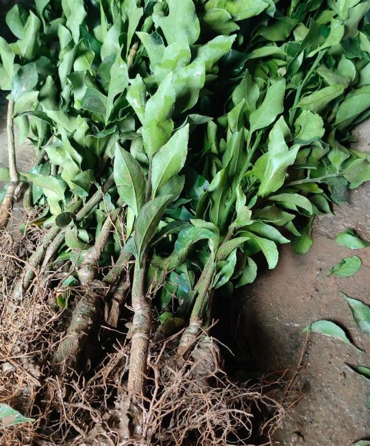柑橘苗什么时候种？最佳种植时间与技术指南