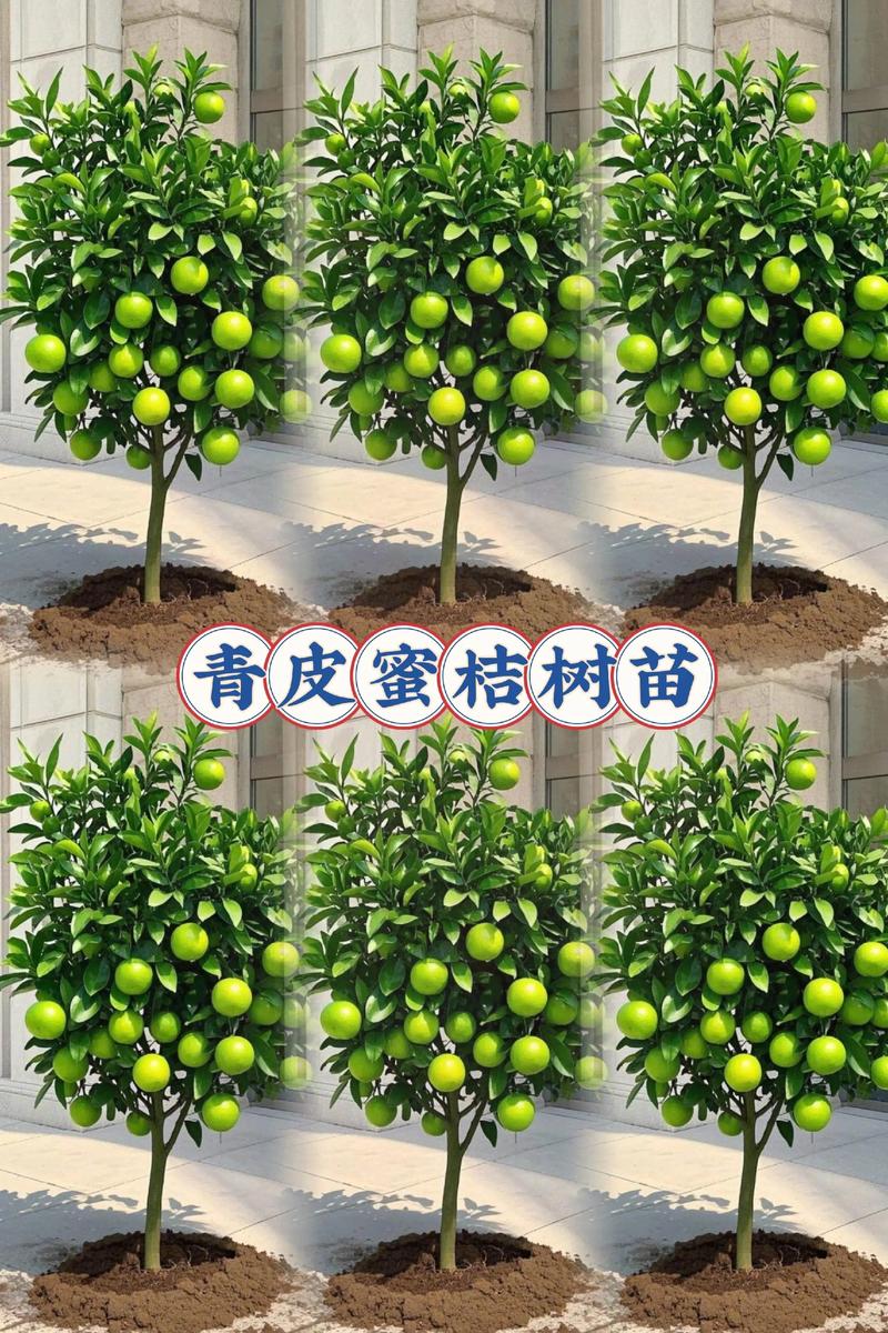 柑橘苗什么时候种?最佳种植时间与技术指南 栽植深度控制