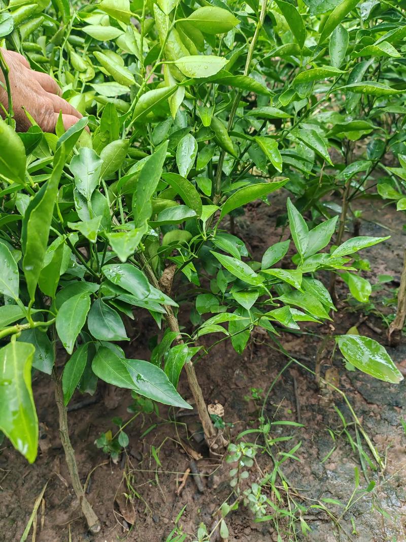 柑橘苗什么时候种?最佳种植时间与技术指南 缓苗管理措施