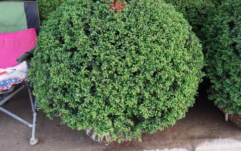 龟甲冬青开花结果吗？花期、果期与绿篱养护全解析