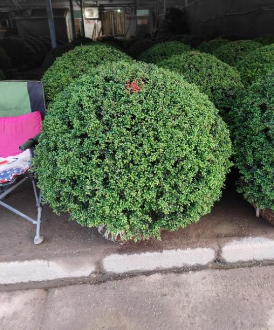 龟甲冬青开花结果吗？花期、果期与绿篱养护全解析