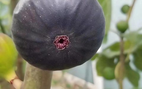 无花果种类及品种大全