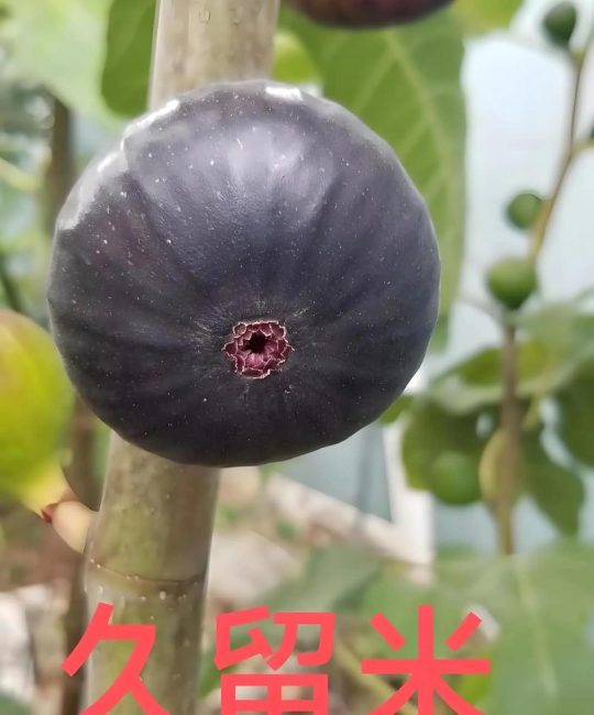 无花果种类及品种大全