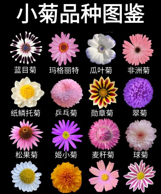 菊花形状像什么？从花型分类到养护指南，打造你的秋日花境