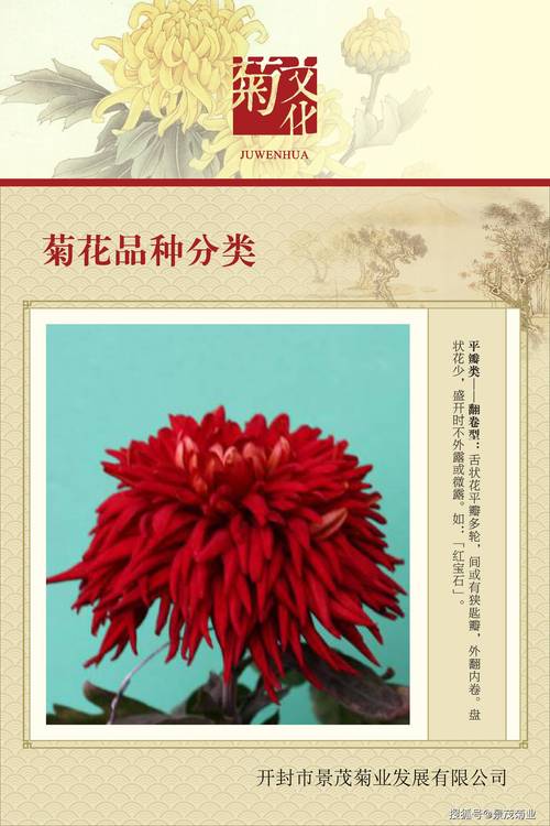 菊花形状像什么?从花型分类到养护指南,打造你的秋日花境 光照与水肥精准方案:因地因季调整