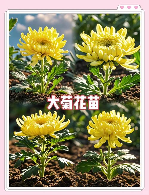 菊花形状像什么?从花型分类到养护指南,打造你的秋日花境 FAQ