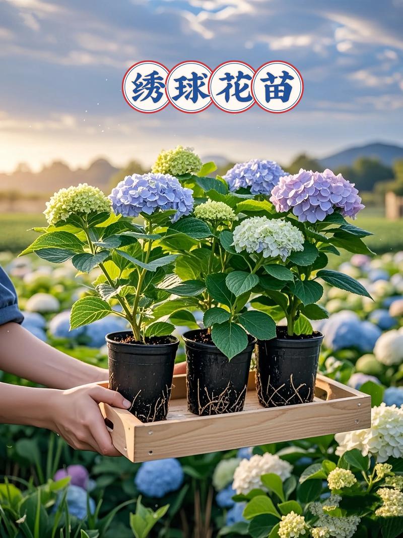 绣球花种植方法和时间:光照水肥修剪全攻略 绣球花种植方法和时间:光照水肥修剪全攻略