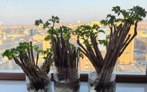 刺老芽种植技术全攻略：从选地到采收的实操指南