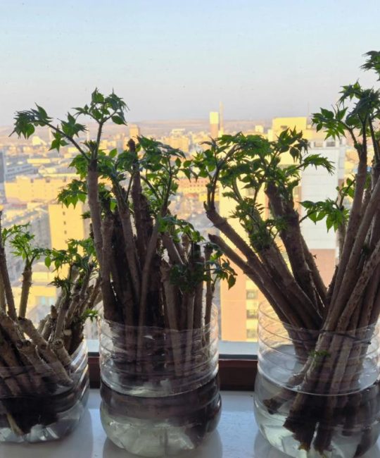 刺老芽种植技术全攻略：从选地到采收的实操指南