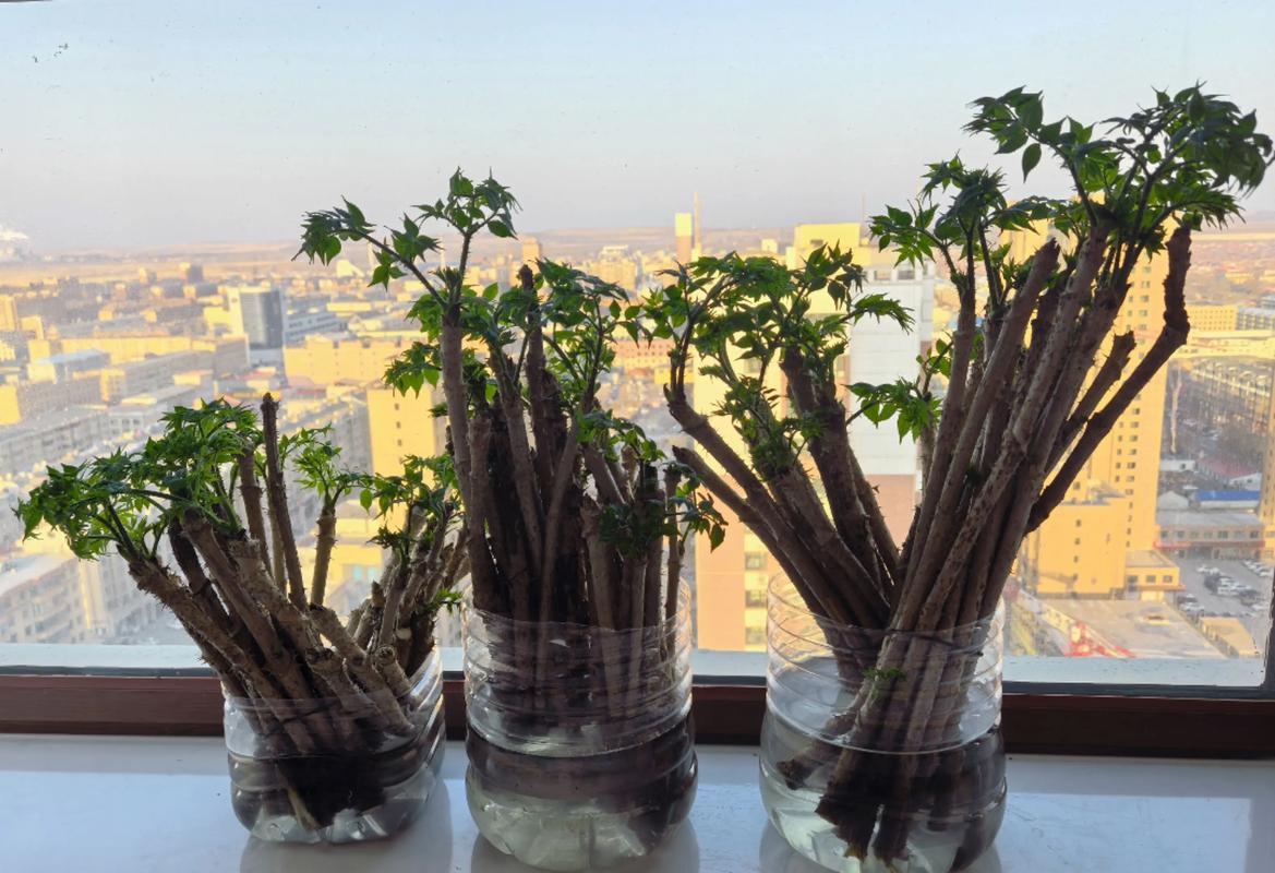 刺老芽种植技术全攻略:从选地到采收的实操指南 刺老芽种植技术全攻略:从选地到采收的实操指南