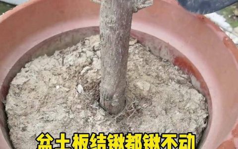 土壤板结怎么快速解决？3步物理松土+2种有机改良法