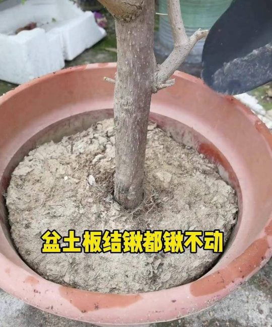土壤板结怎么快速解决？3步物理松土+2种有机改良法