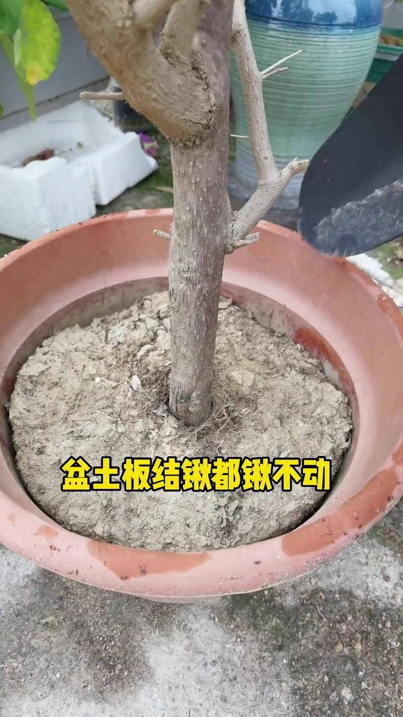 土壤板结怎么快速解决？3步物理松土+2种有机改良法